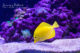 Bubbles poisson chirugien jaune maldives nemo poissons