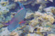 poisson perroquet maldives