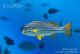 Diagramme Oriental poisson commun snorkeling maldives