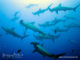 Enclume le requin marteau maldives