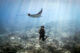 plongee snorkeling gili lankanfushi maldives