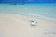 Petit heron des Maldives | Rihiveli