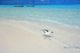 Petit heron des Maldives | Rihiveli