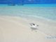 Petit heron des Maldives | Rihiveli