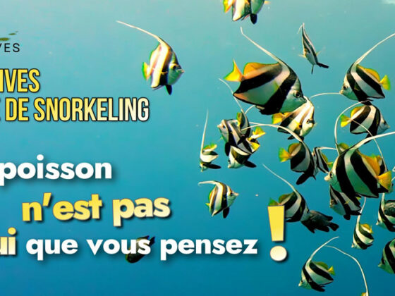 En Vidéo : IDOLE MAURE OU IMPOSTEUR ? Snorkeling aux Maldives.