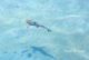 Photo d'un jeune requin à pointe noire des Maldives