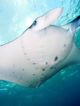 raies manta maldives guide raies manta