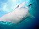 raies manta maldives guide raies manta