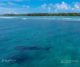 Jeune Requin-Baleine nageant dans le lagon de Dhigurah  Maldives