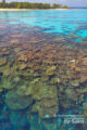  snorkeling aux Maldives, Plongee Palme-Masque-Tuba sur de sublimes Plateaux de Corail