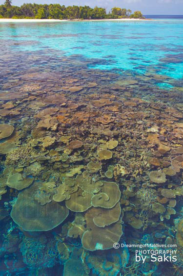 maldives-snorkeling-plongee-masque-tuba snorkeling aux Maldives, Plongee Palme-Masque-Tuba sur de sublimes Plateaux de Corail