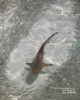 Requin a pointe noire dans un lagon des Maldives