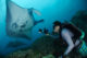 Plongée avec les Mantas à Vilamendhoo. atoll Ari Sud. Manta Trust