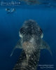 Nager avec les requins-baleines aux maldives Baie d'Hanifaru atoll de baa