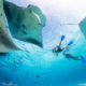 Nager avec les Raies Mantas à Hanifaru. Guide Complet