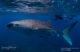 requin baleine aux maldives