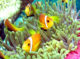 Nemo le poisson clown aux Maldives guide poissons 