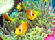 Nemo et Marlin les poissons clowns aux maldives