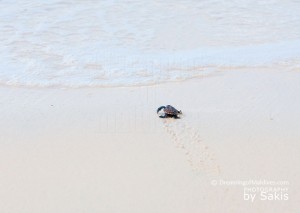 Une petite tortue marine Maldives