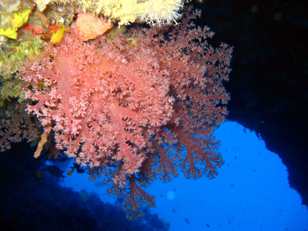 Magnifique Corail sur le site de Plongee de Christmas Tree - Atoll de Noonu. Maldives - Hilton Maldives Iru Fushi Magnifique Corail sur le site de Plongee de Christmas Tree - Atoll de Noonu. Maldives - Hilton Maldives Iru Fushi