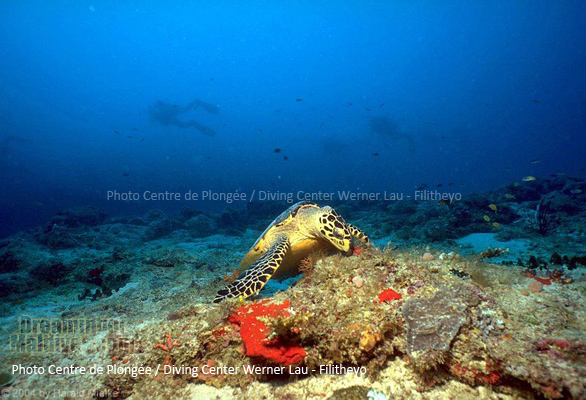 Tortue comme il y en a beaucoup sur les Récifs de Filitheyo....| Plongée Filitheyo Maldives Tortue comme il y en a beaucoup sur les Récifs de Filitheyo....| Plongée Filitheyo Maldives