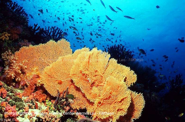 Grande formation de corail de l'Atoll de Faafu | Plongée Filitheyo Grande formation de corail de l'Atoll de Faafu | Plongée Filitheyo
