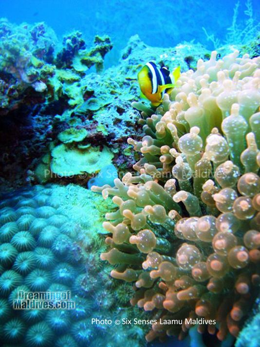 Poisson Clown - Plongée au Six Senses Laamu – Atoll de Laamu Poisson Clown - Plongée au Six Senses Laamu – Atoll de Laamu