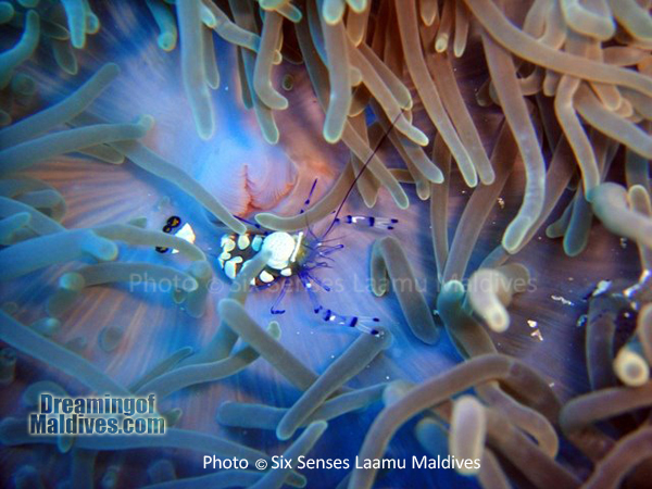 Magnifique petite Crevette - Plongée au Six Senses Laamu – Atoll de Laamu Magnifique petite Crevette - Plongée au Six Senses Laamu – Atoll de Laamu