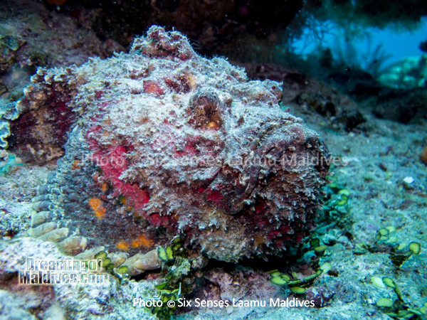 Poisson Pierre - Plongée au Six Senses Laamu – Atoll de Laamu Poisson Pierre - Plongée au Six Senses Laamu – Atoll de Laamu