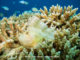 Poisson Scorpion - Plongée au Six Senses Laamu – Atoll de Laamu