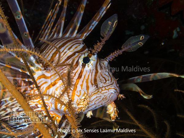 Poisson Lion - Plongée au Six Senses Laamu – Atoll de Laamu Poisson Lion - Plongée au Six Senses Laamu – Atoll de Laamu