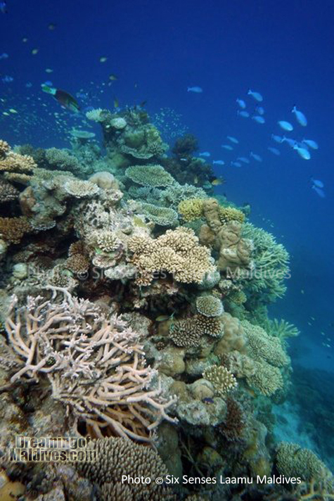 Jardin de Corail - Plongée au Six Senses Laamu – Atoll de Laamu Jardin de Corail - Plongée au Six Senses Laamu – Atoll de Laamu