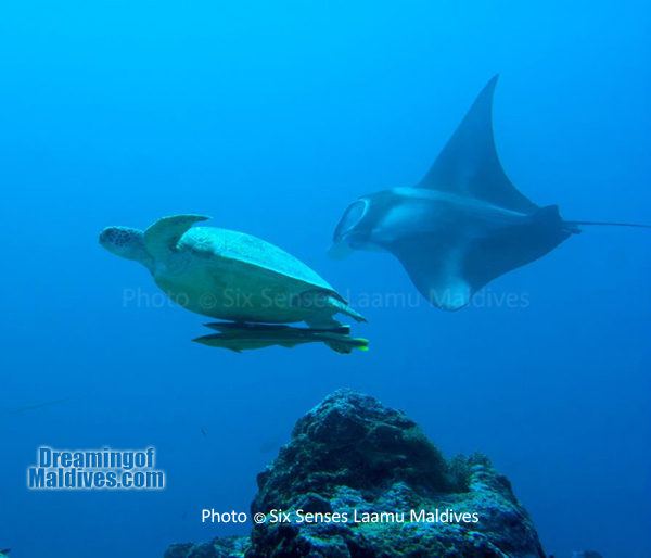 Une belle rencontre : Une Tortue ET une Manta- Plongée au Six Senses Laamu – Atoll de Laamu Une belle rencontre : Une Tortue ET une Manta- Plongée au Six Senses Laamu – Atoll de Laamu