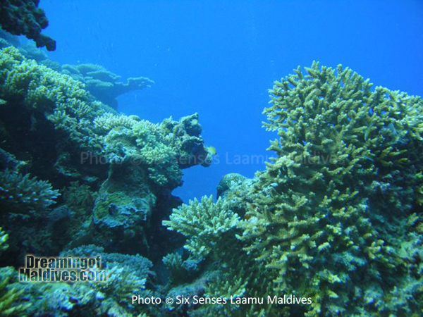 Corail dur, typique de l'Atoll- Plongée au Six Senses Laamu – Atoll de Laamu Corail dur, typique de l'Atoll- Plongée au Six Senses Laamu – Atoll de Laamu