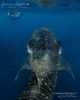 Plonger avec des Requins Baleines aux Maldives