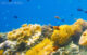 meilleur snorkeling atoll baa Poissons-clowns sur le récif