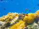 meilleur snorkeling atoll baa Poissons-clowns sur le récif