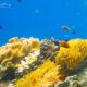 meilleur snorkeling atoll baa Poissons-clowns sur le récif