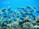 snorkeling maldives poissons chirurgien poitrine blanche