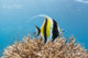 reconnaitre le poisson idole maure snorkeling maldives