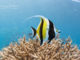 comment reconnaitre le poisson idole maure snorkeling maldives