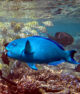 Poisson Perroquet snorkeling Maldives