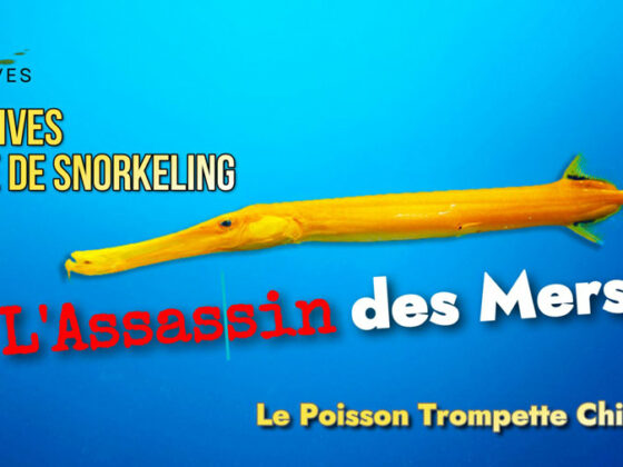 En Vidéo : le vil poisson Trompette Chinois. Snorkeling aux Maldives.