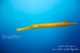 poisson trompette jaune snorkeling maldives