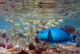 guide des 10 poissons commun maldives en snorkeling