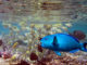 guide des 10 poissons commun maldives en snorkeling