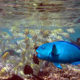 guide des 10 poissons commun maldives en snorkeling