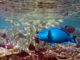 snorkeling avec un poisson perroquet et banc de Chirurgiens sur les récifs de W maldives