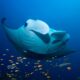 raie manta fushifaru thila maldives lhaviyani atoll