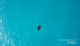 Une raie Manta nageant dans un lagon des Maldives. Vue du Ciel